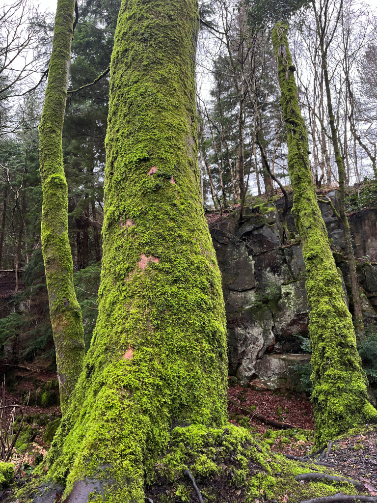 Mossy Tree Trunks, Black Rocks, Derbyshire